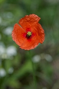 David Plant Photography - Wildlife Photography - Long-headed poppy - G