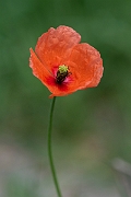 David Plant Photography - Wildlife Photography - Long-headed poppy - H