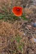 David Plant Photography - Wildlife Photography - Long-headed poppy - I