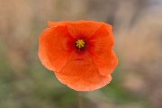 David Plant Photography - Wildlife Photography - Long-headed poppy - J