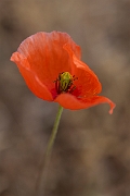 David Plant Photography - Wildlife Photography - Long-headed poppy - K