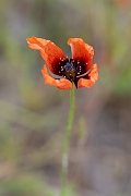 David Plant Photography - Wildlife Photography - Prickly poppy - A