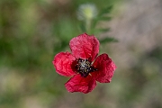 David Plant Photography - Wildlife Photography - Rough poppy - A_2