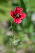 David Plant Photography - Wildlife Photography - Rough poppy - B_2