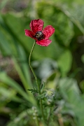 David Plant Photography - Wildlife Photography - Rough poppy - C_2
