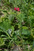 David Plant Photography - Wildlife Photography - Rough poppy - D