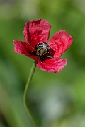 David Plant Photography - Wildlife Photography - Rough poppy - E