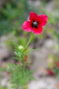 David Plant Photography - Wildlife Photography - Rough poppy - F