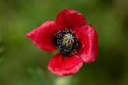 David Plant Photography - Wildlife Photography - Rough poppy - H
