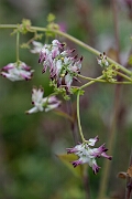 David Plant Photography - Wildlife Photography - White ramping fumitory - B