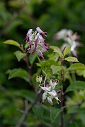 David Plant Photography - Wildlife Photography - White ramping fumitory - C