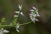 David Plant Photography - Wildlife Photography - White ramping fumitory - D
