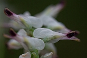 David Plant Photography - Wildlife Photography - White ramping fumitory - E