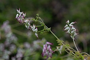 David Plant Photography - Wildlife Photography - White ramping fumitory - F