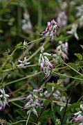 David Plant Photography - Wildlife Photography - White ramping fumitory - G