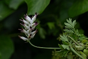 David Plant Photography - Wildlife Photography - White ramping fumitory - I