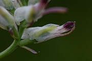 David Plant Photography - Wildlife Photography - White ramping fumitory - J