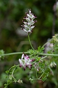 David Plant Photography - Wildlife Photography - White ramping fumitory - L