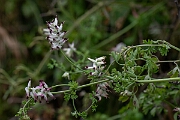 David Plant Photography - Wildlife Photography - White ramping fumitory - M