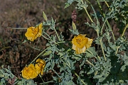 David Plant Photography - Wildlife Photography - Yellow horned poppy - A