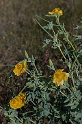 David Plant Photography - Wildlife Photography - Yellow horned poppy - C
