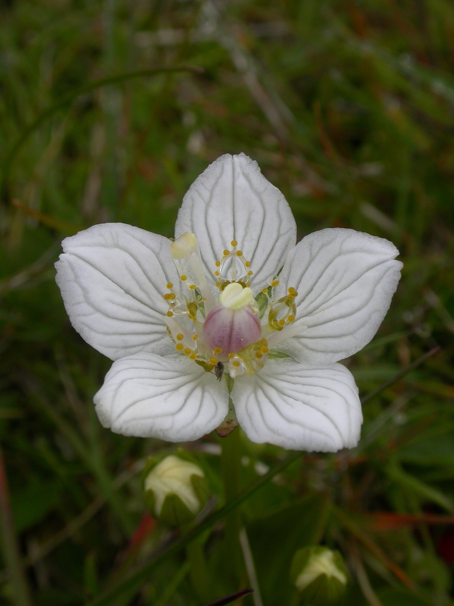 David Plant Photography - Wildlife Photographer - Grass of parnassus flower - B.JPG - Grass of Parnassus flower - Orkney