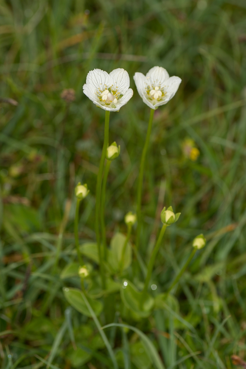 David Plant Photography - Wildlife Photography - Grass of parnassus - D.jpg - Grass of Parnassus plant - Caithness