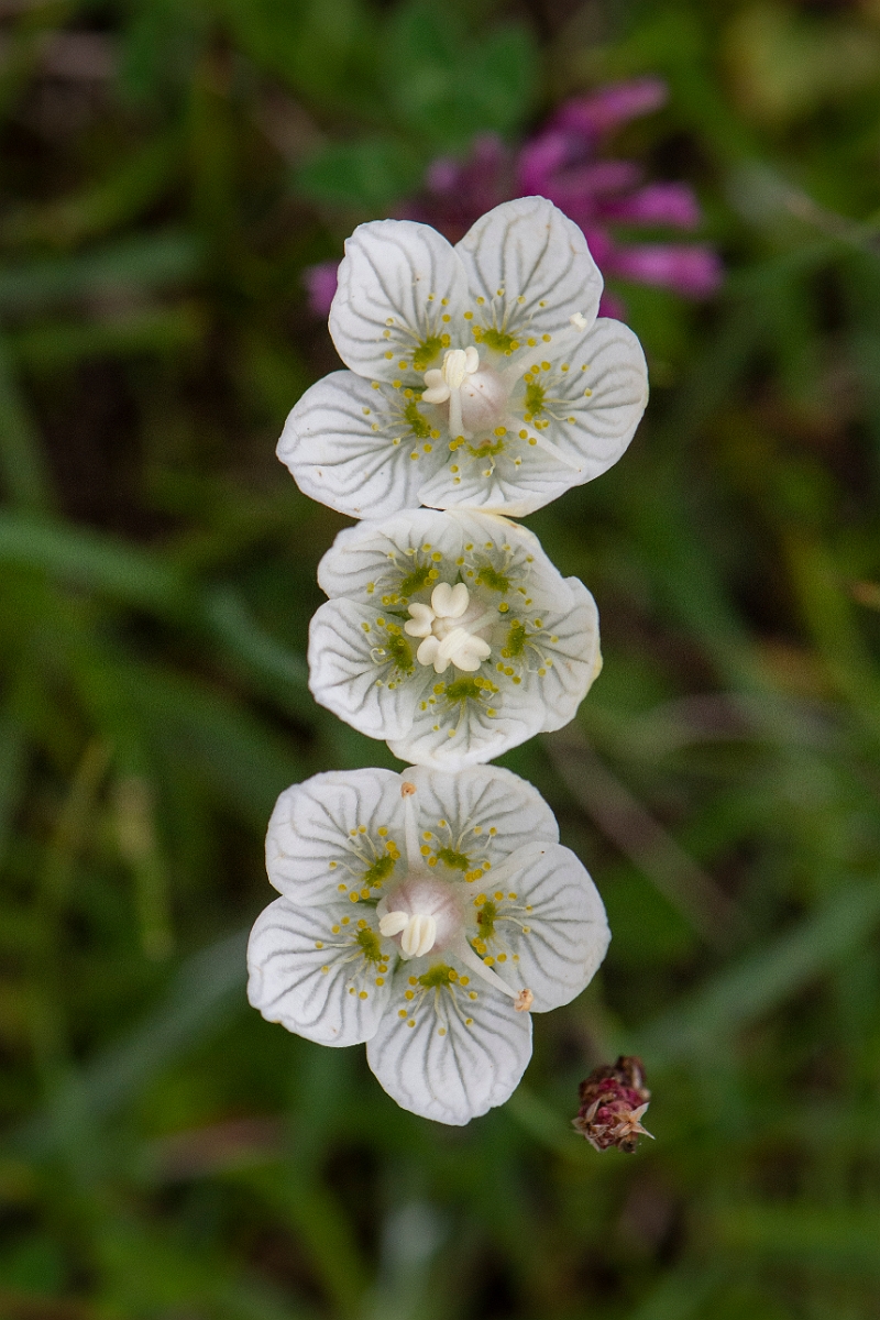 David Plant Photography - Wildlife Photography - Grass of parnassus - E.JPG - Grass of Parnassus - Caithness