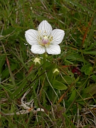 David Plant Photography - Wildlife Photographer - Grass of parnassus - A