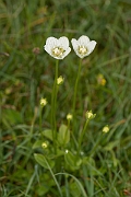 David Plant Photography - Wildlife Photography - Grass of parnassus - D