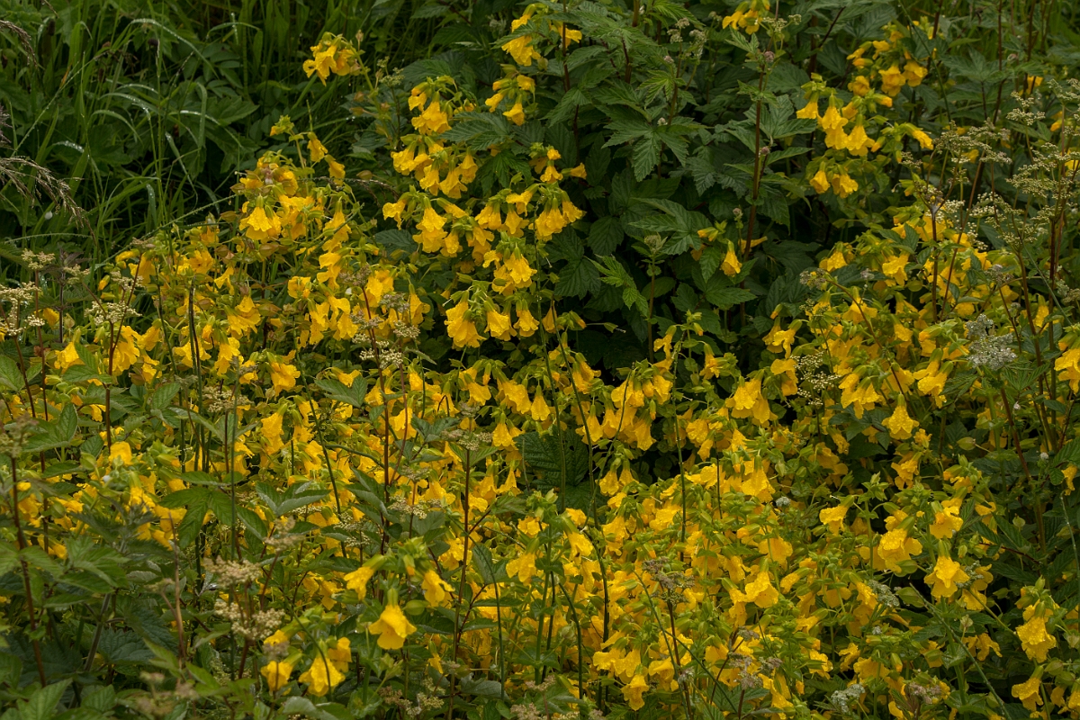 David Plant Photography - Wildlife Photography - Monkey flower - A.jpg - Monkey flower - Sutherland
