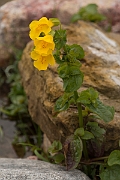David Plant Photography - Wildlife Photography - Monkey flower - C