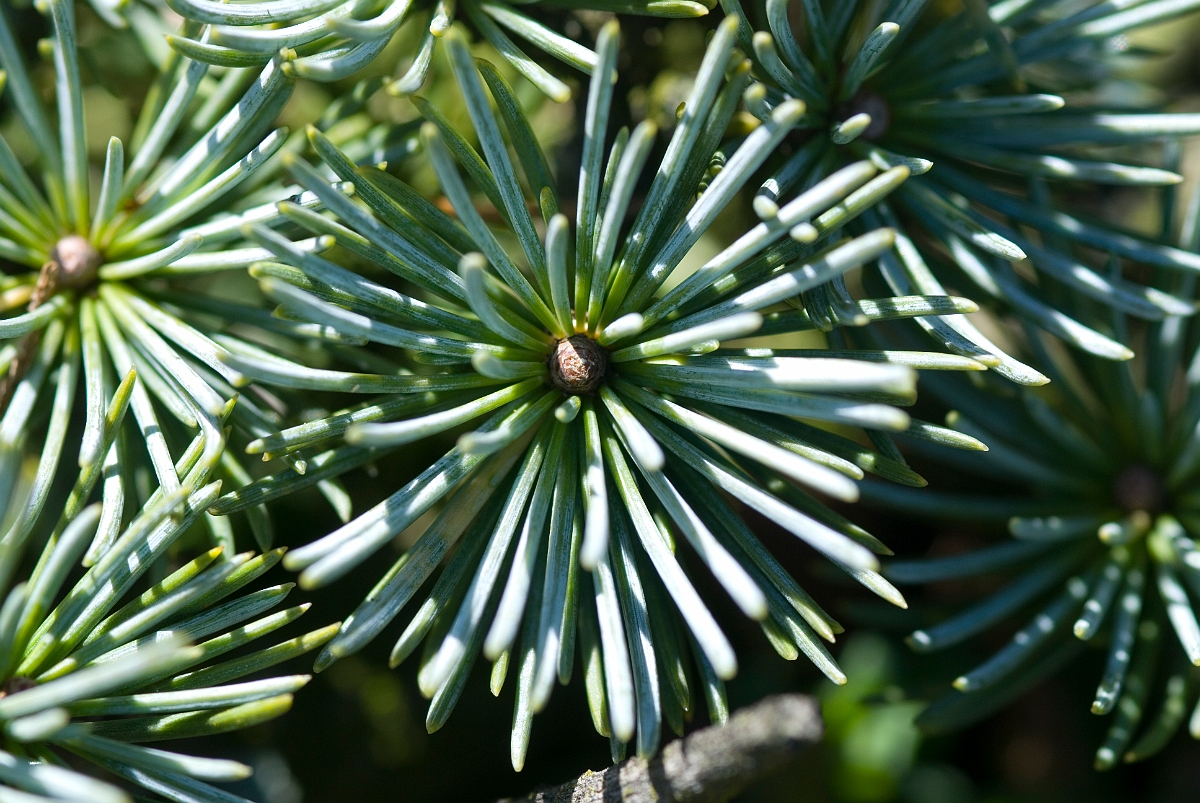 David Plant Photography - Wildlife Photographer - Atlas cedar - A.JPG - Atlas cedar - Cotswolds