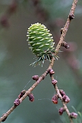 David Plant Photography - Wildlife Photography - Japanese larch - A