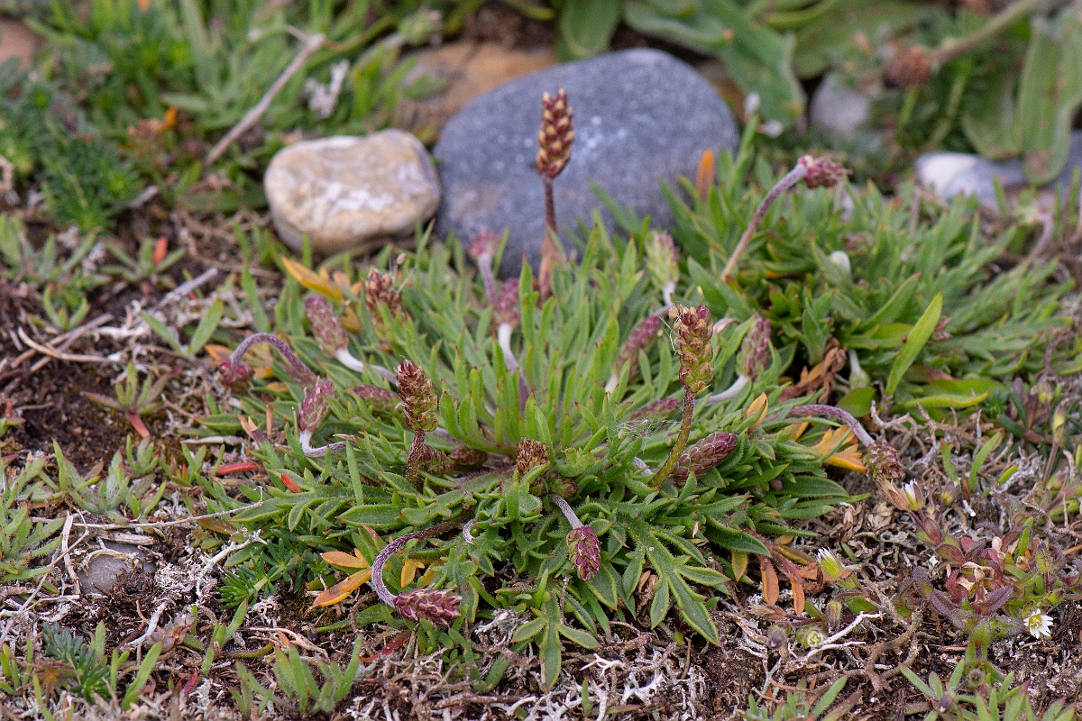 David Plant Photography - Wildlife Photography - Buckshorn plantain - E.JPG - Buckshorn plantain - Suffolk