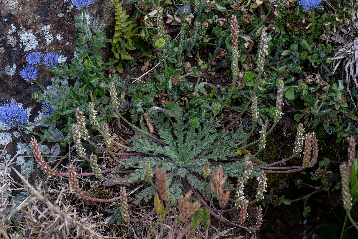 David Plant Photography - Wildlife Photography - Buckshorn plantain - F.jpg - Buckshorn plantain - Cornwall