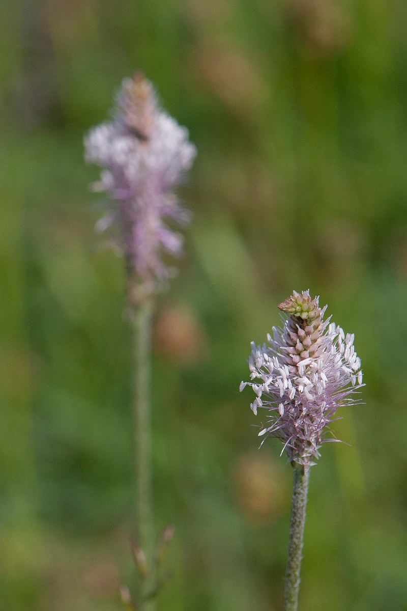David Plant Photography - Wildlife Photography - Hoary plantain - C.JPG - Hoary plantain - Somerset