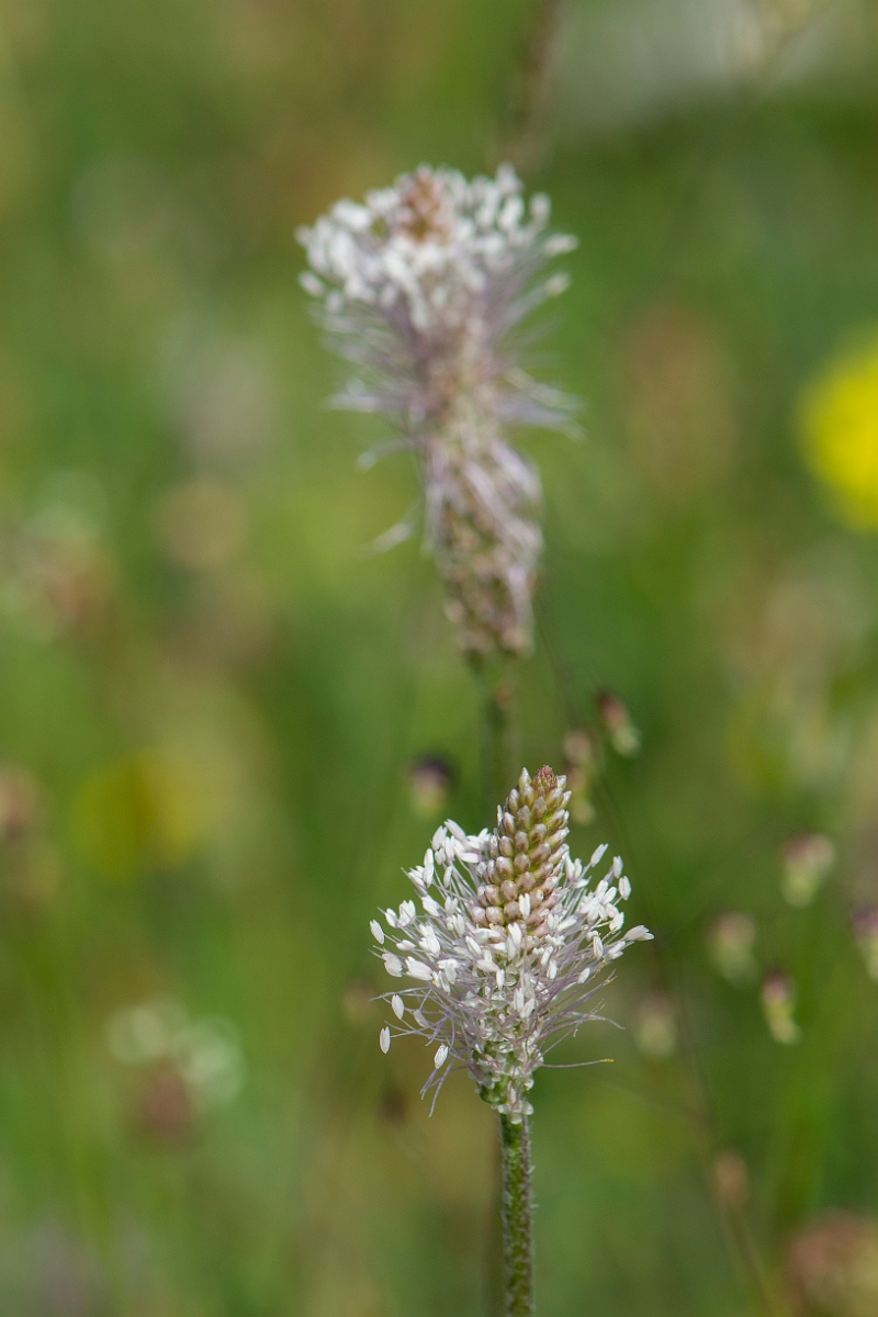 David Plant Photography - Wildlife Photography - Hoary plantain - D.JPG - Hoary plantain - Somerset