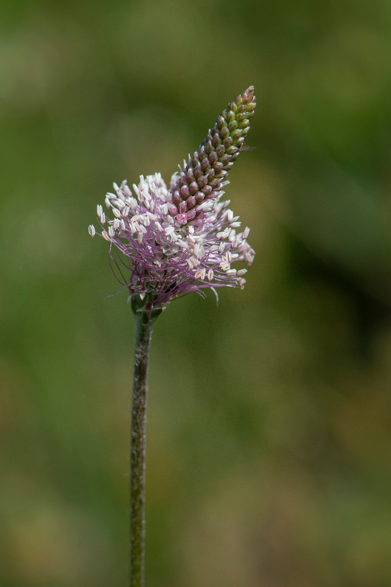 David Plant Photography - Wildlife Photography - Hoary plantain - E.JPG - Hoary plantain - Somerset