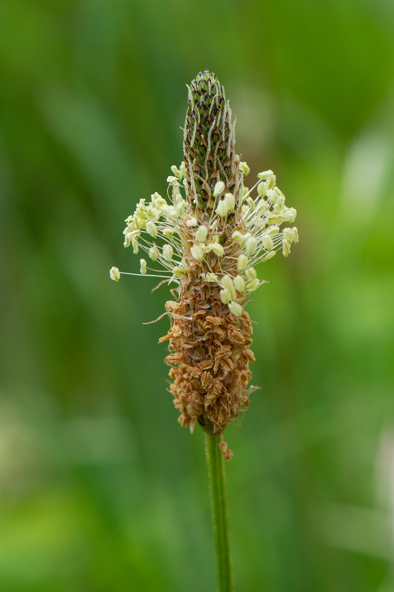 David Plant Photography - Wildlife Photography - Ribwort plantain - C.JPG - Ribwort plantain flowerhead - Cambridgeshire