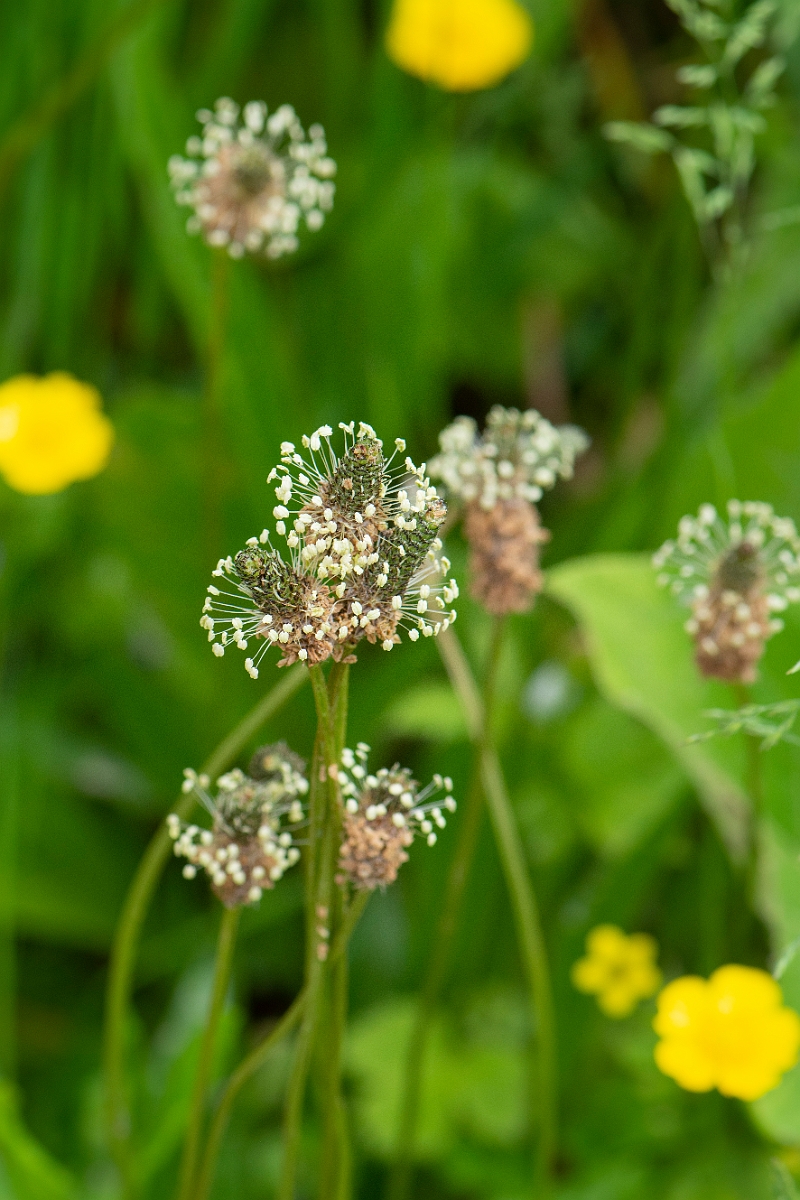 David Plant Photography - Wildlife Photography - Ribwort plantain - D.JPG - Ribwort plantain flowerheads - Cambridgeshire