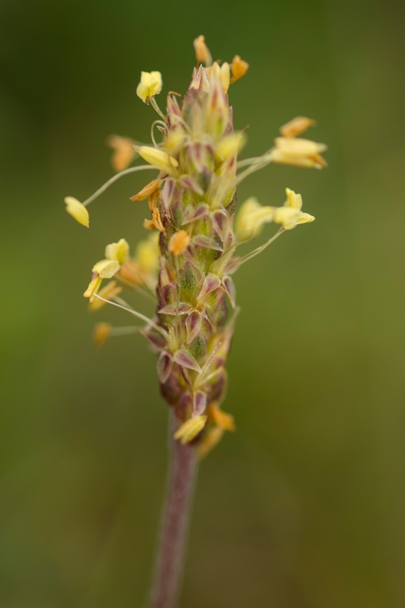 David Plant Photography - Wildlife Photography - Sea plantain - A.jpg - Sea plantain flower - Sutherland