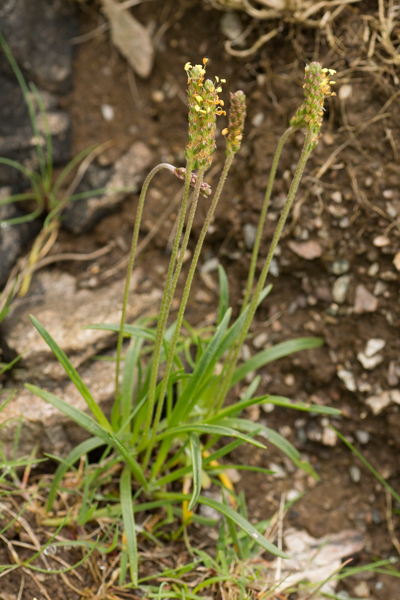 David Plant Photography - Wildlife Photography - Sea plantain - B.jpg - Sea plantain flower - Sutherland
