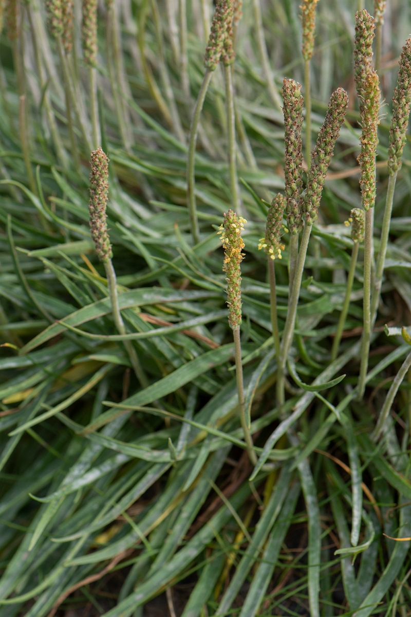 David Plant Photography - Wildlife Photography - Sea plantain - C.JPG - Sea plantain, plant - Caithness