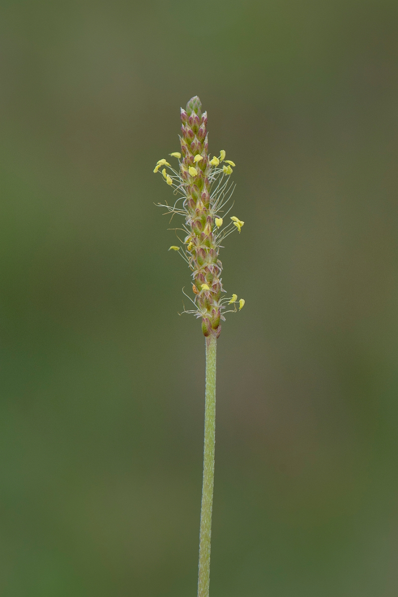 David Plant Photography - Wildlife Photography - Sea plantain - D.JPG - Sea plantain, flower head - Caithness