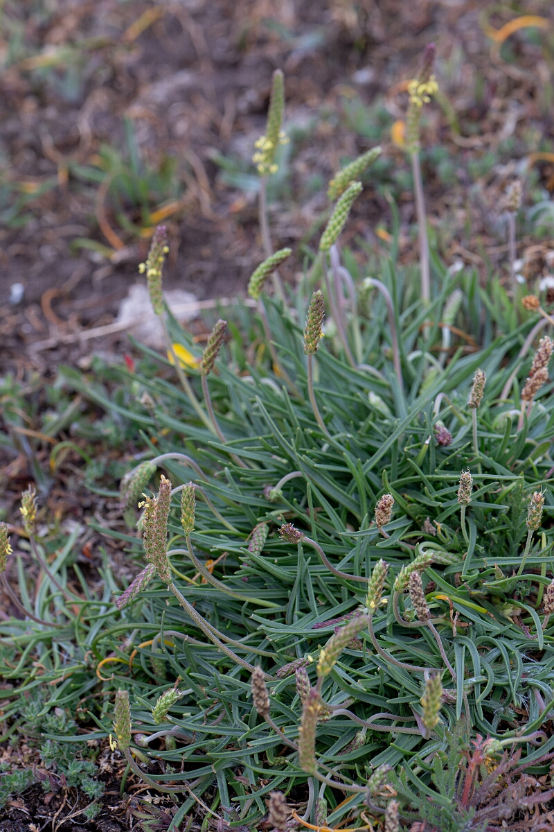 David Plant Photography - Wildlife Photography - Sea plantain - G.jpg - Sea plantain - Cornwall