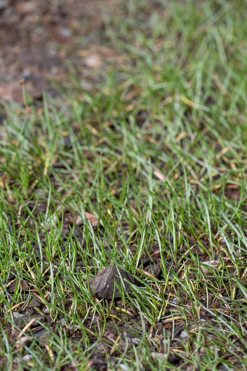 David Plant Photography - Wildlife Photography - Shoreweed - B.jpg - Shoreweed - Stirling