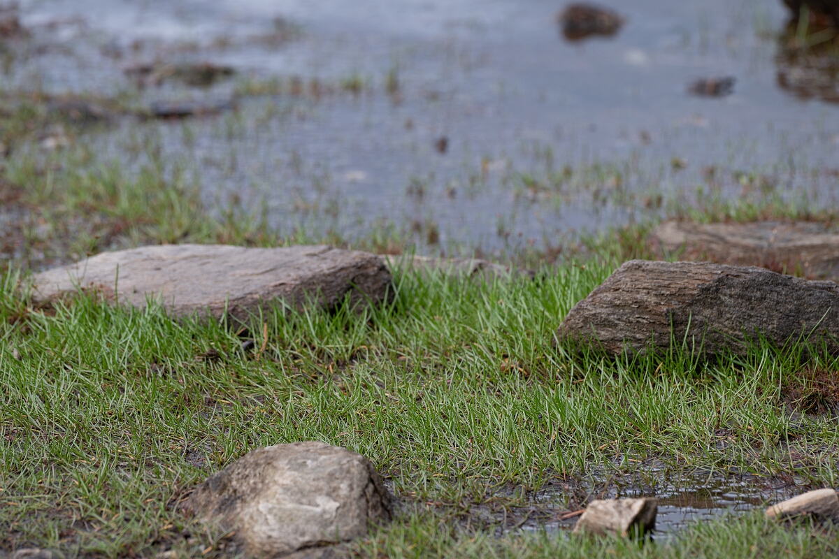 David Plant Photography - Wildlife Photography - Shoreweed - C.jpg - Shoreweed - Stirling