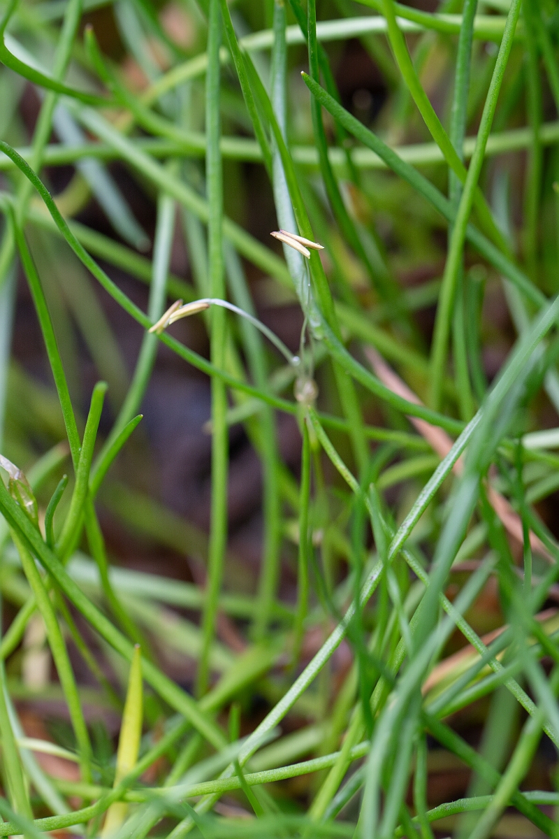 David Plant Photography - Wildlife Photography - Shoreweed - D.jpg - Shoreweed - Highland
