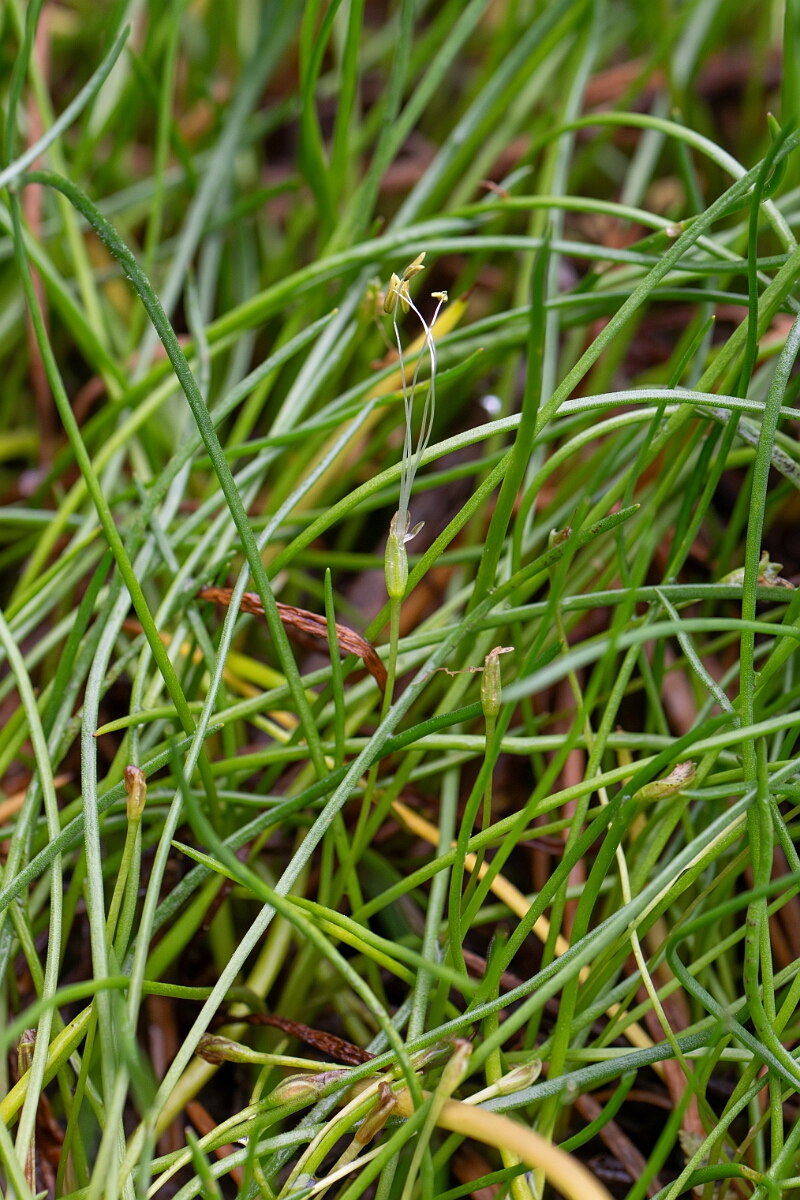 David Plant Photography - Wildlife Photography - Shoreweed - E.jpg - Shoreweed - Highland
